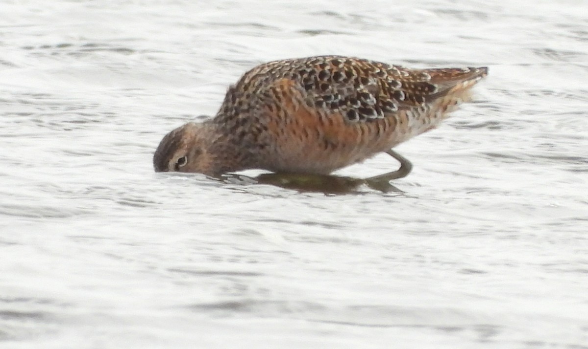 Long-billed Dowitcher - ML618058139