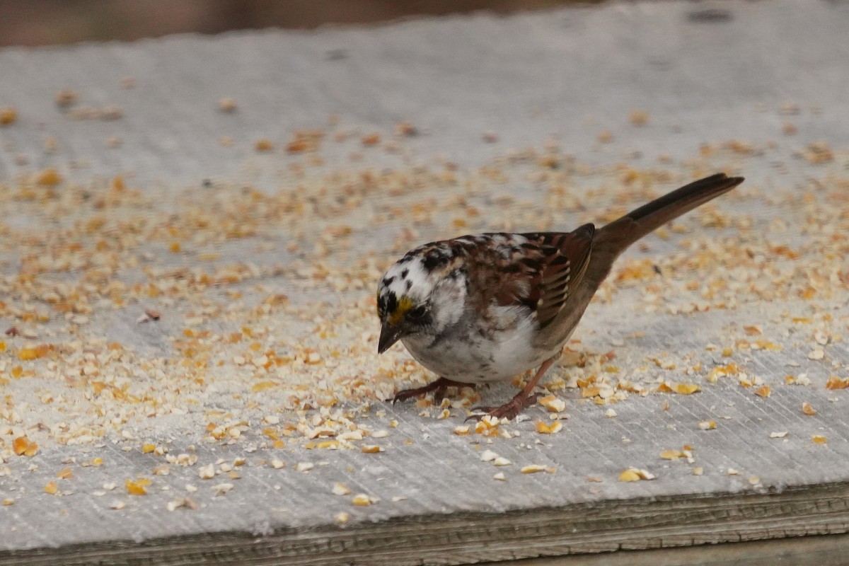 White-throated Sparrow - ML618058140
