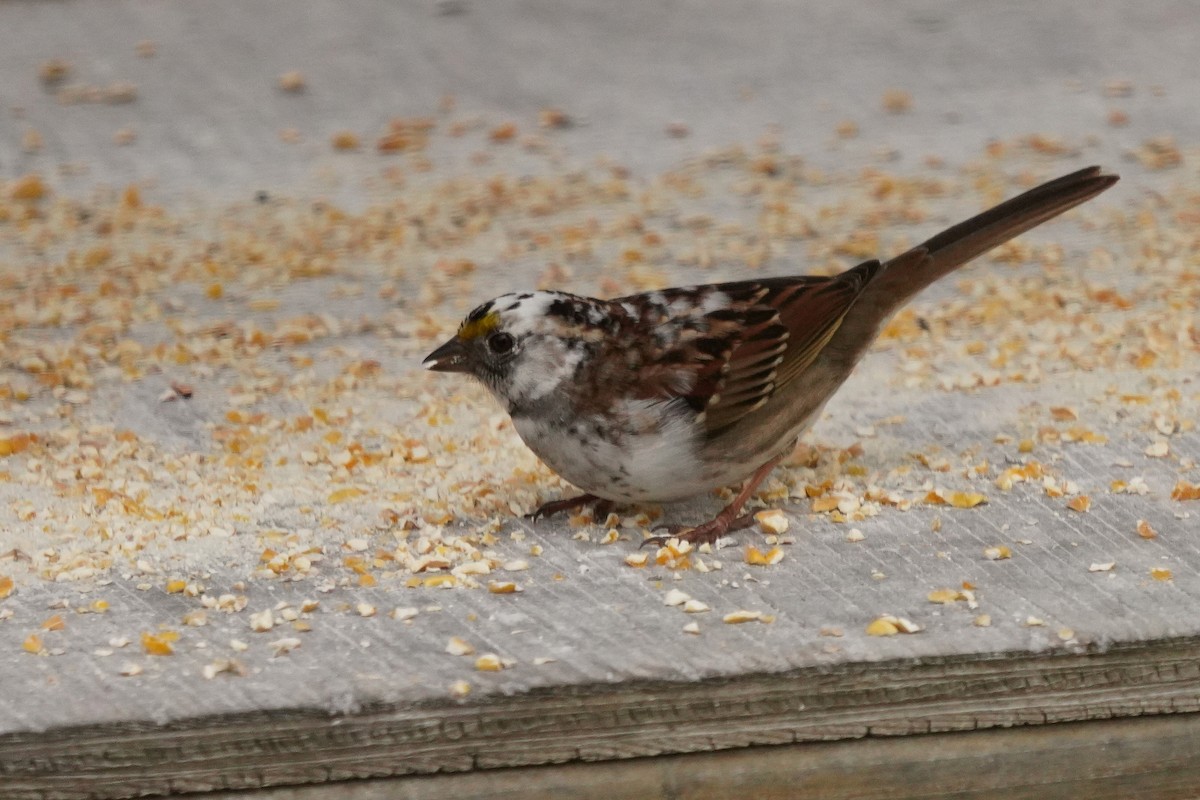 White-throated Sparrow - Ghislaine Boulet 🦉
