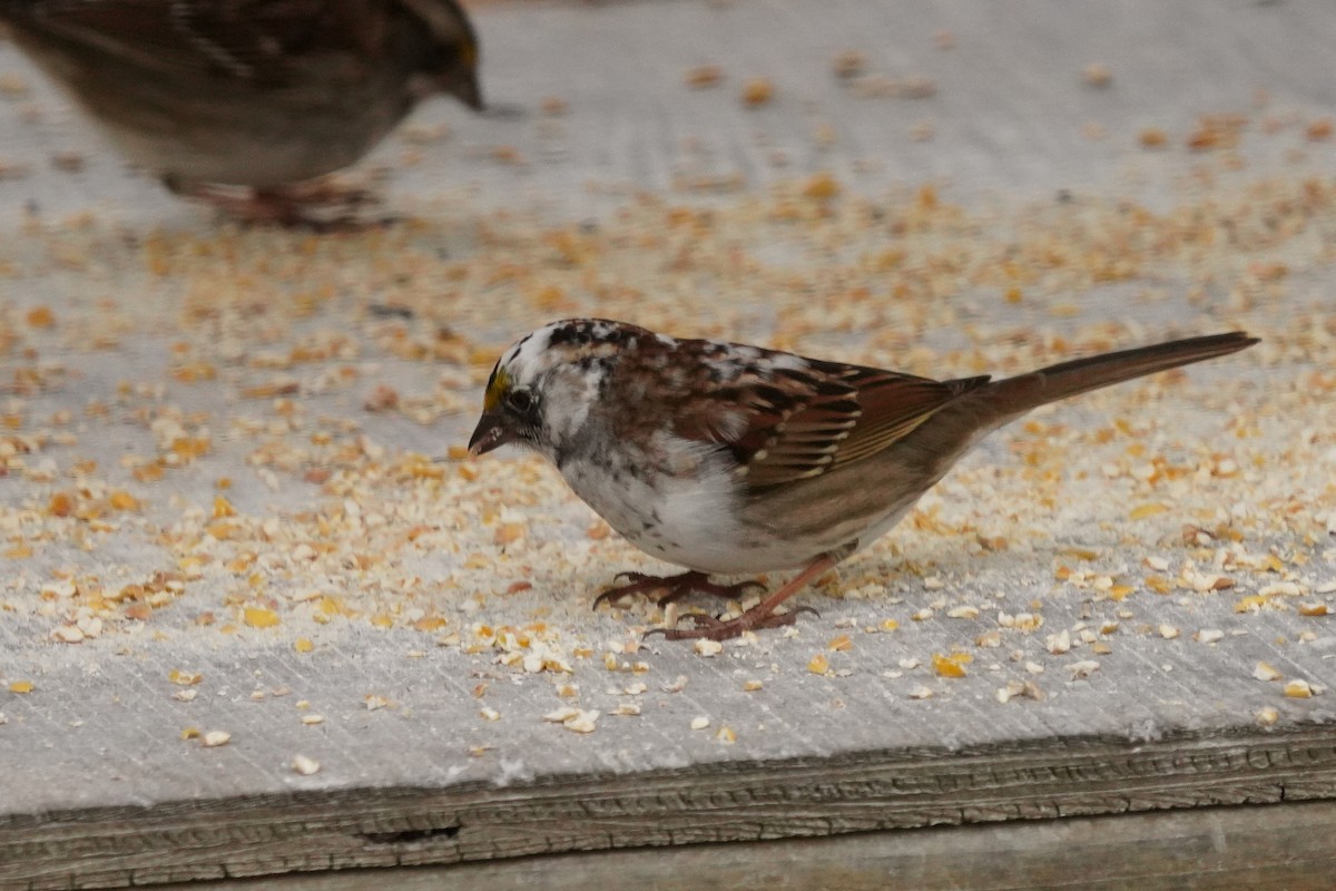 White-throated Sparrow - Ghislaine Boulet 🦉