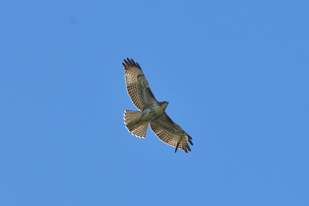 Rufous-tailed Hawk - ML618058167