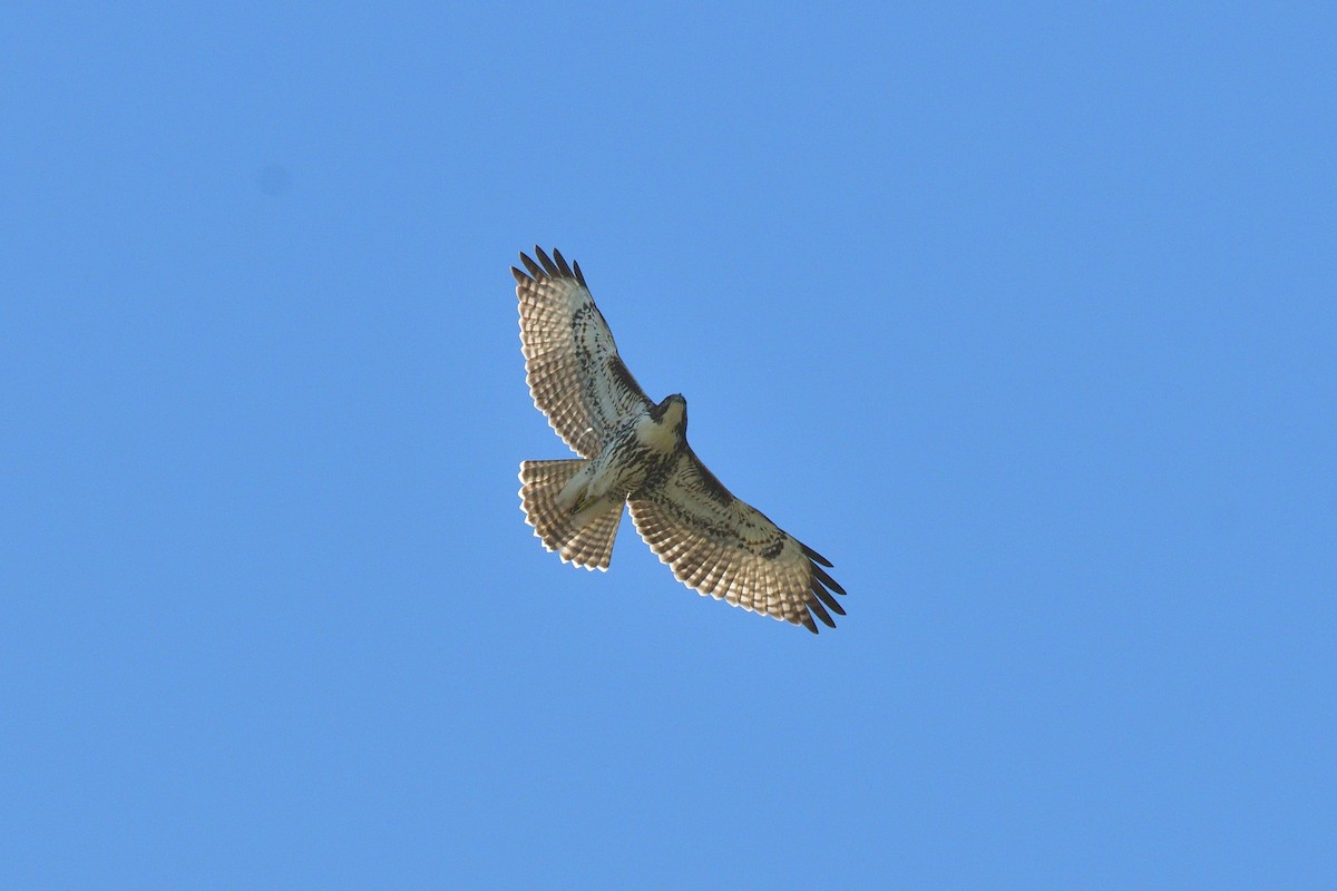 Rufous-tailed Hawk - ML618058168