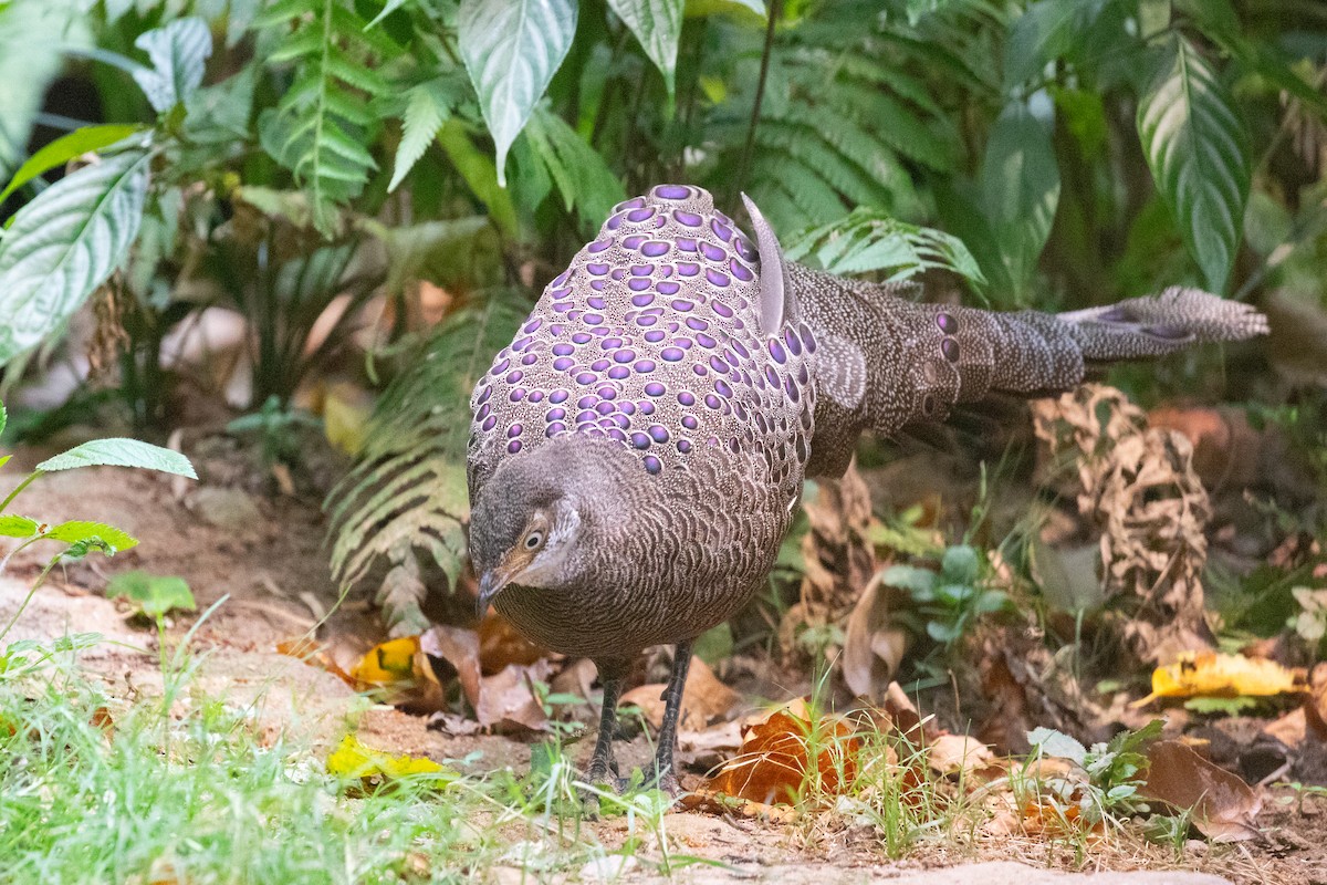 Gray Peacock-Pheasant - ML618058188