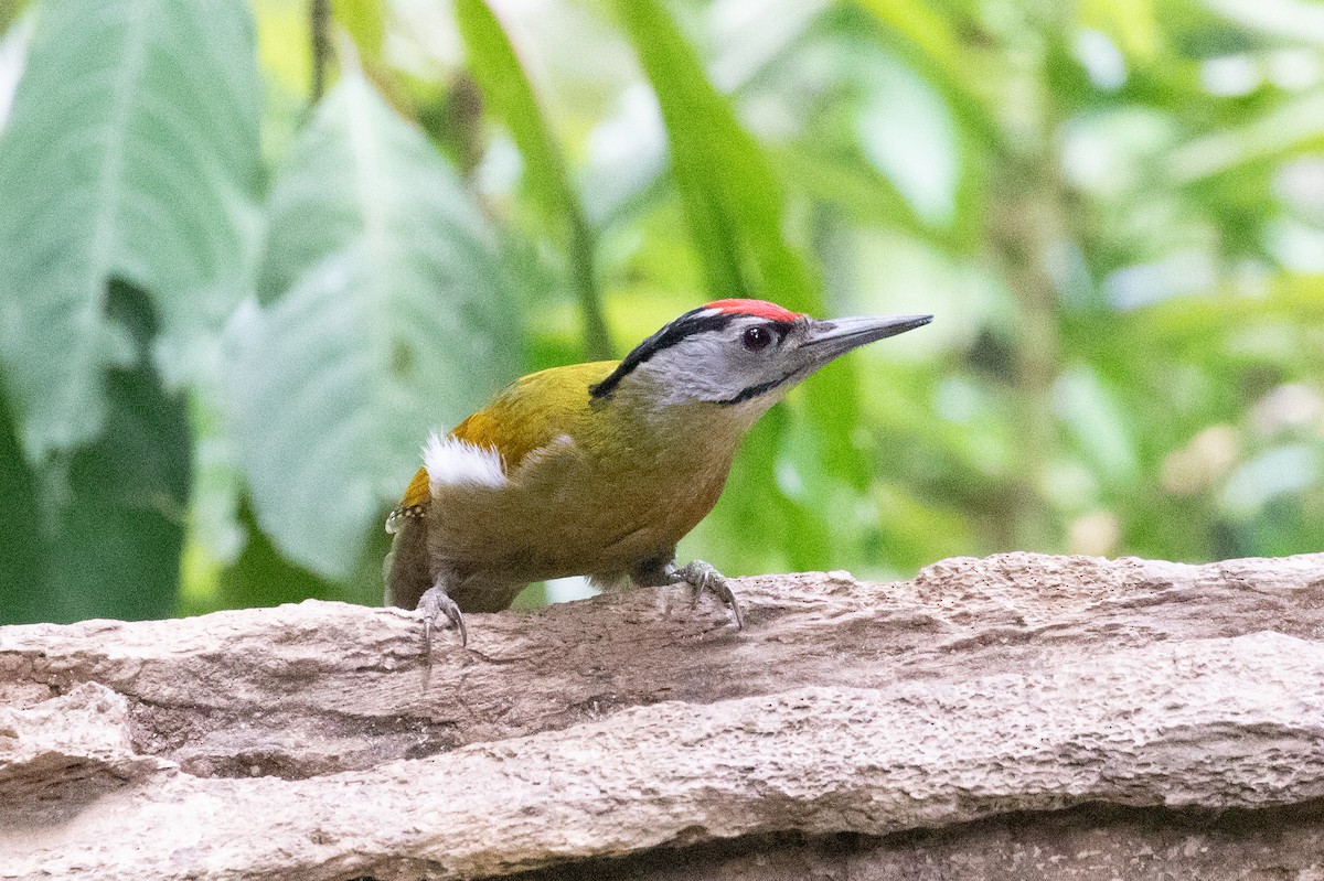 Gray-headed Woodpecker (Black-naped) - ML618058198