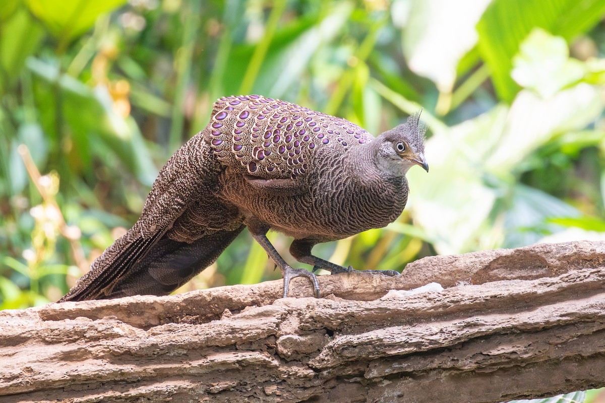 Gray Peacock-Pheasant - Xiaoni Xu