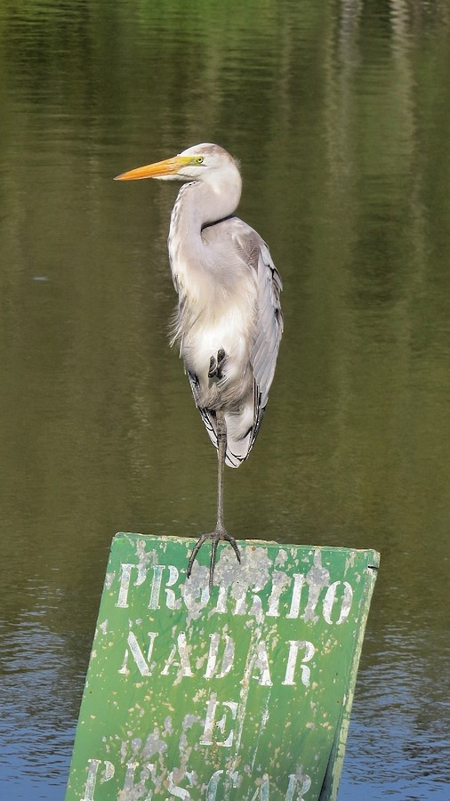 Great Egret x Cocoi Heron (hybrid) - eBird