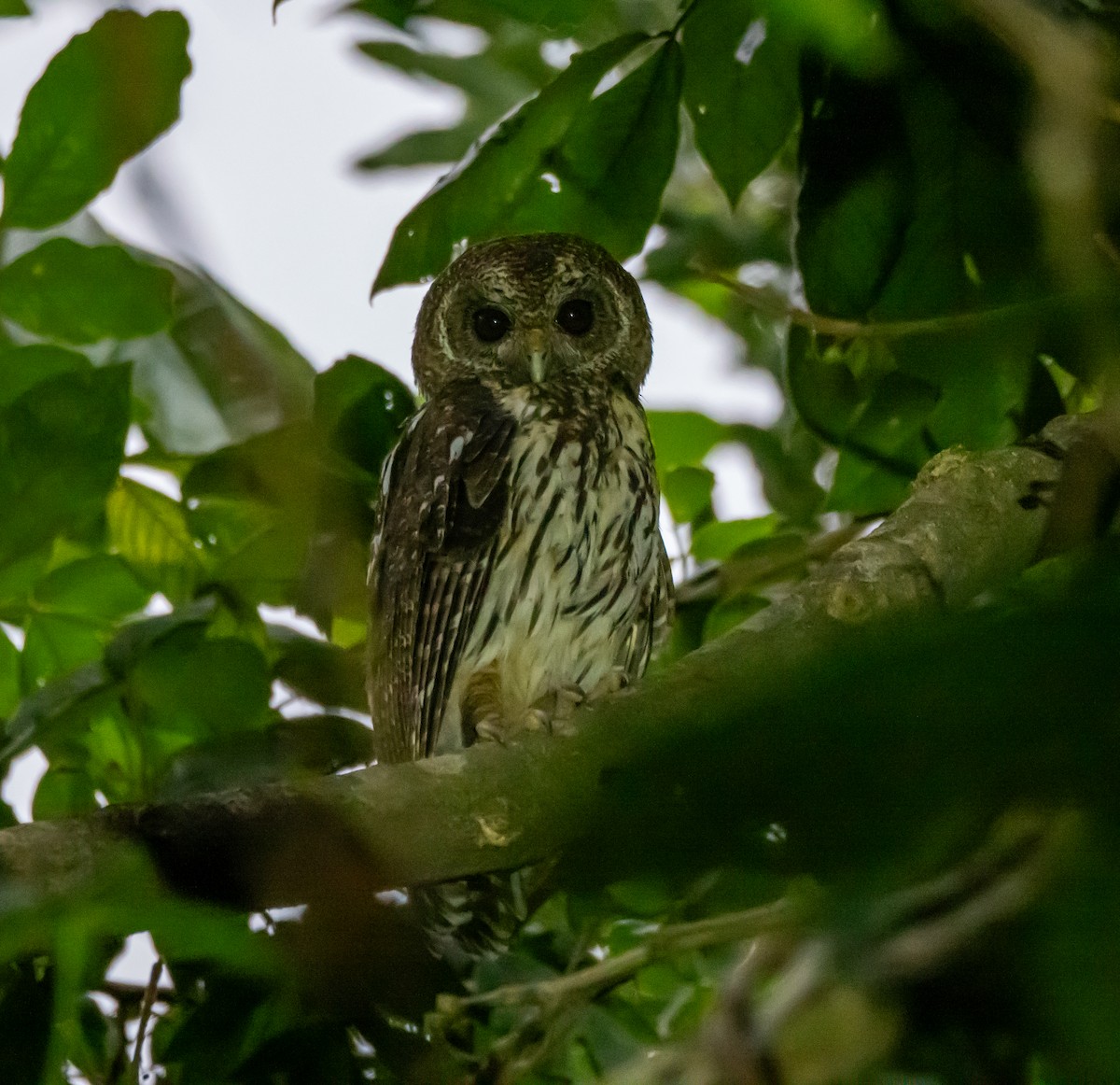 Mottled Owl (Mottled) - ML618058233