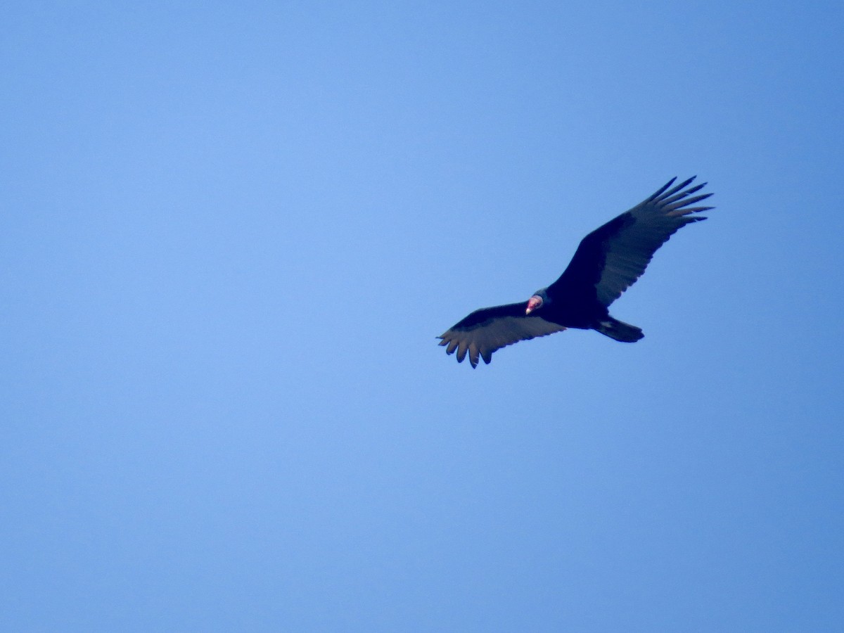 Turkey Vulture (Northern) - ML618058285