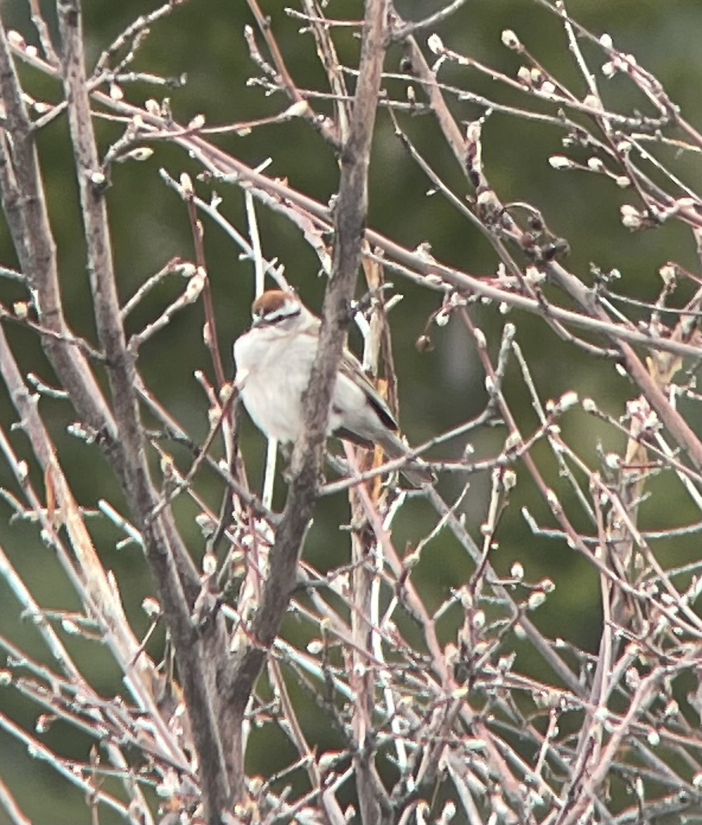 Chipping Sparrow - ML618058291