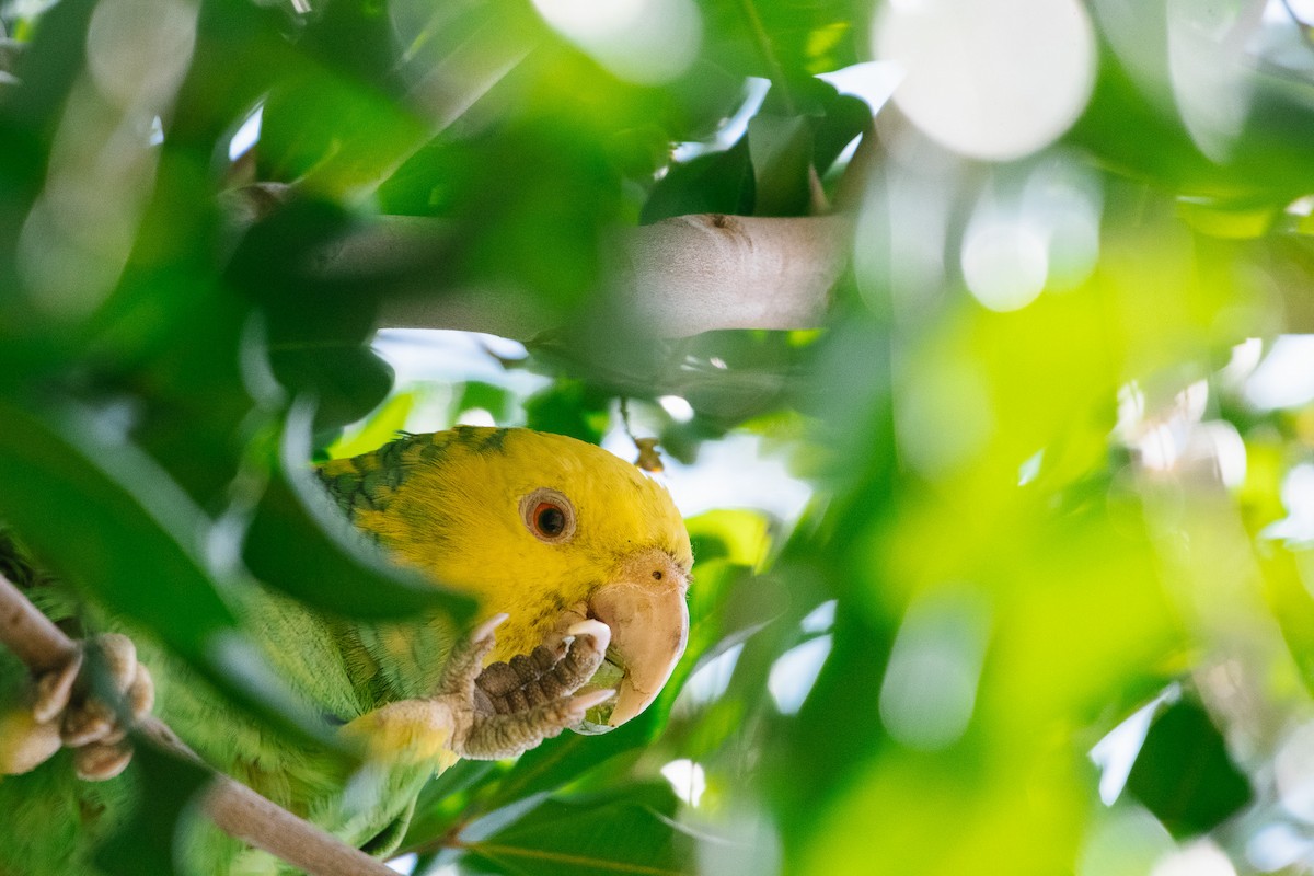 Yellow-headed Parrot - ML618058298