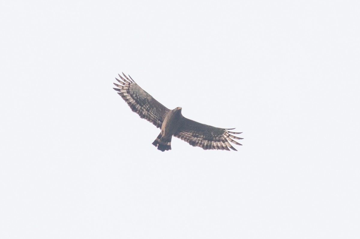 Crested Serpent-Eagle (Crested) - ML618058307