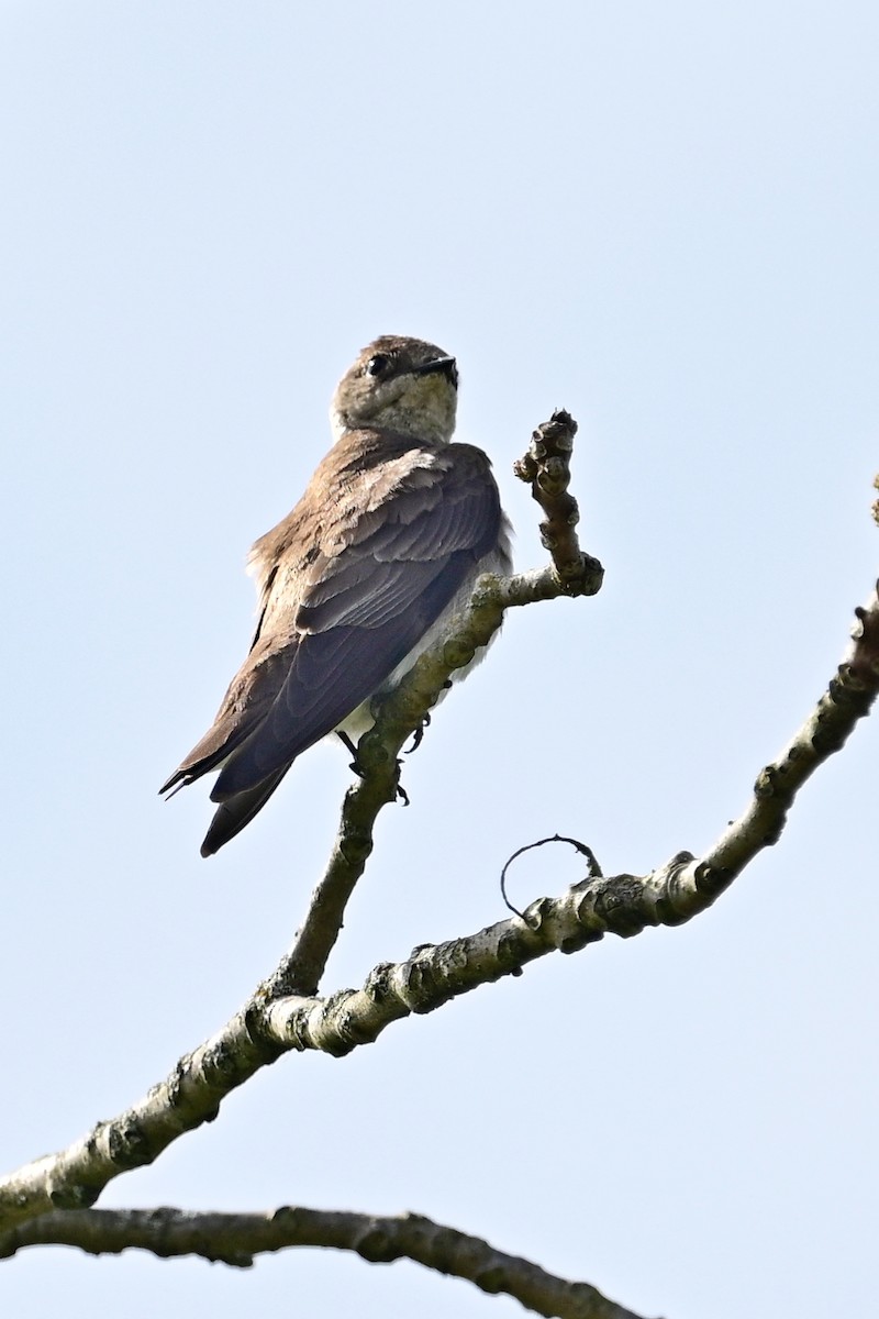 Northern Rough-winged Swallow - ML618058312