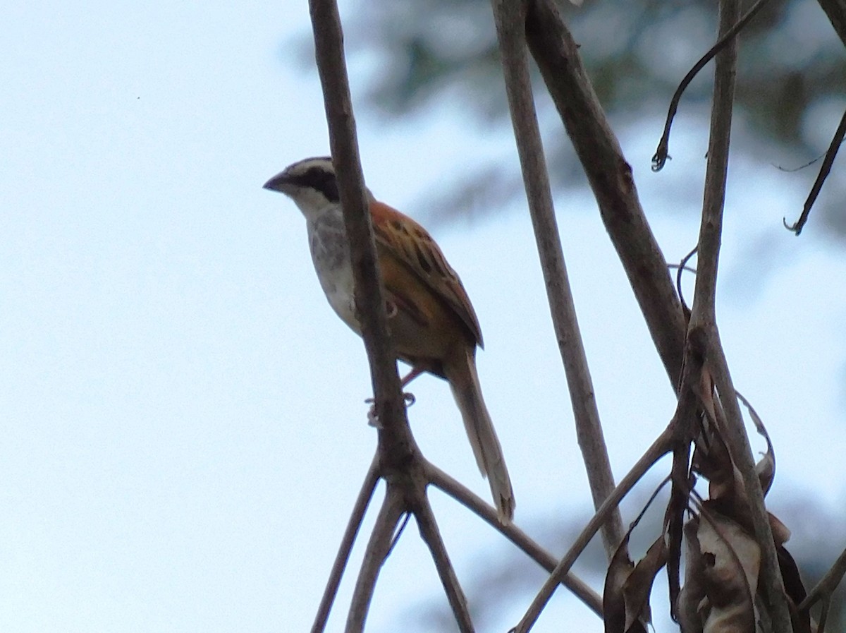 Stripe-headed Sparrow - ML618058351