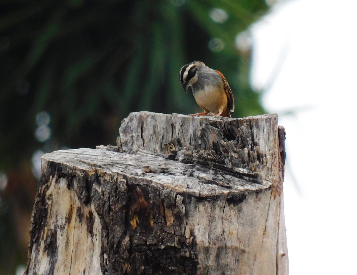 Stripe-headed Sparrow - Luis Manuel Gómez