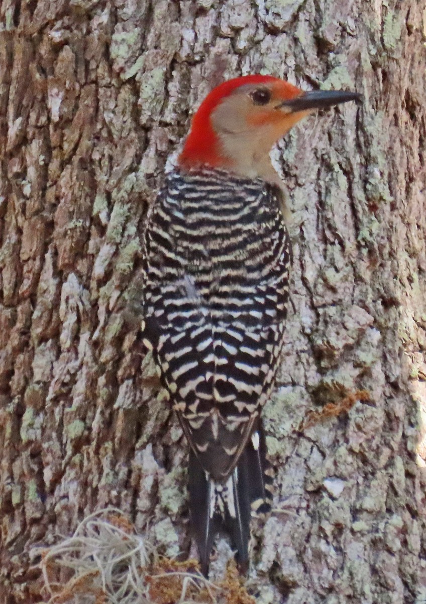 Red-bellied Woodpecker - ML618058356
