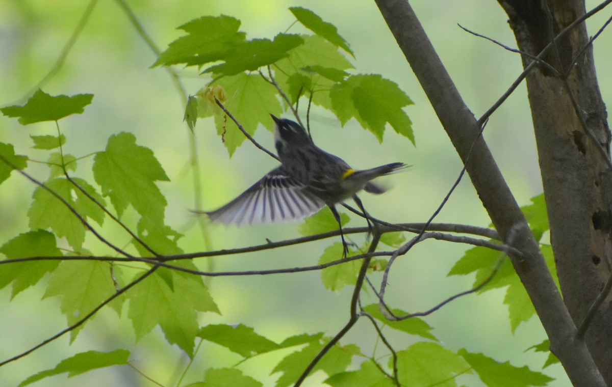 Yellow-rumped Warbler - Robin Toler