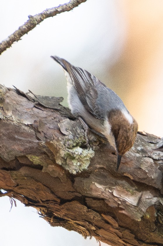 Brown-headed Nuthatch - ML618058441