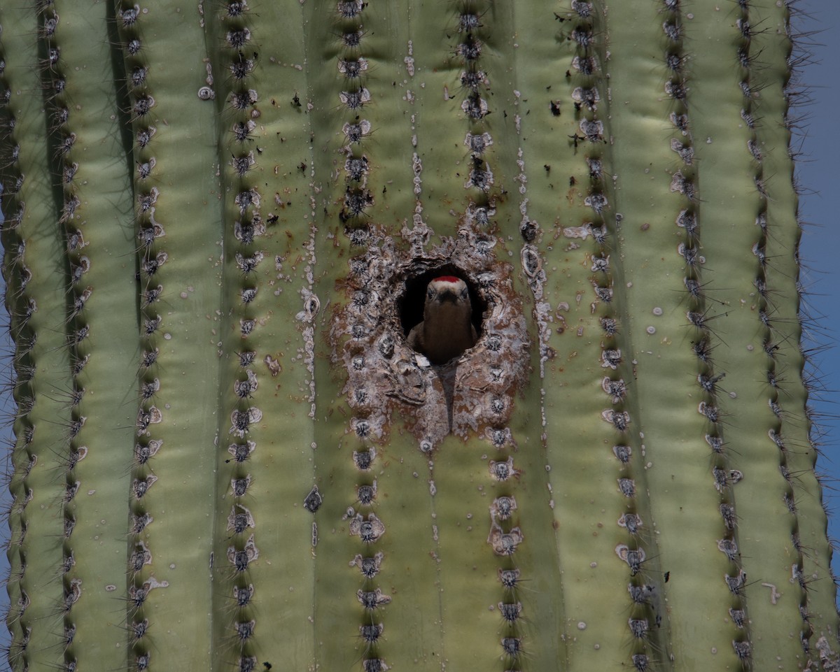 Pic des saguaros - ML618058443
