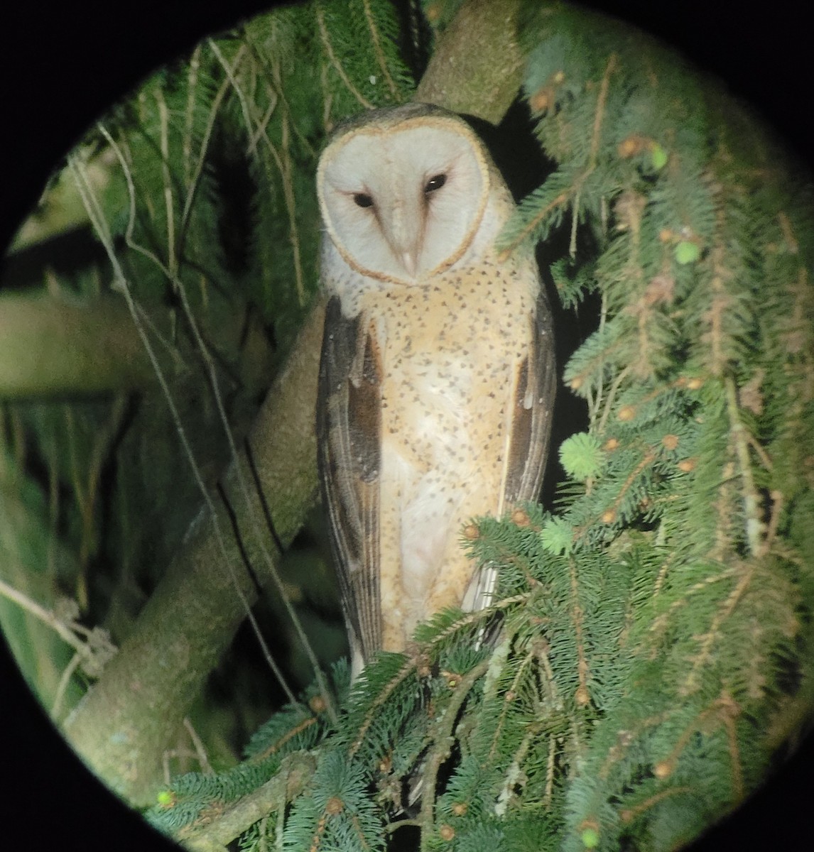 Barn Owl - Michael Hochstetler