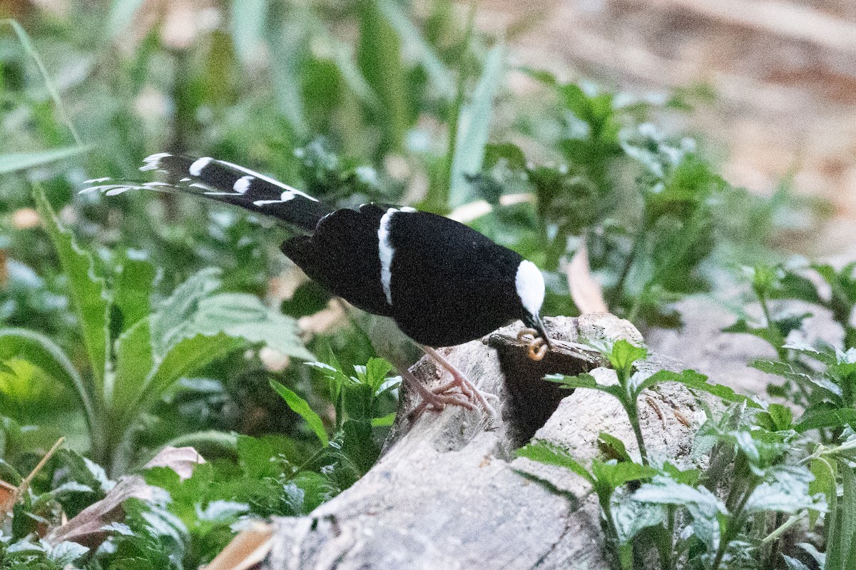 White-crowned Forktail - ML618058473