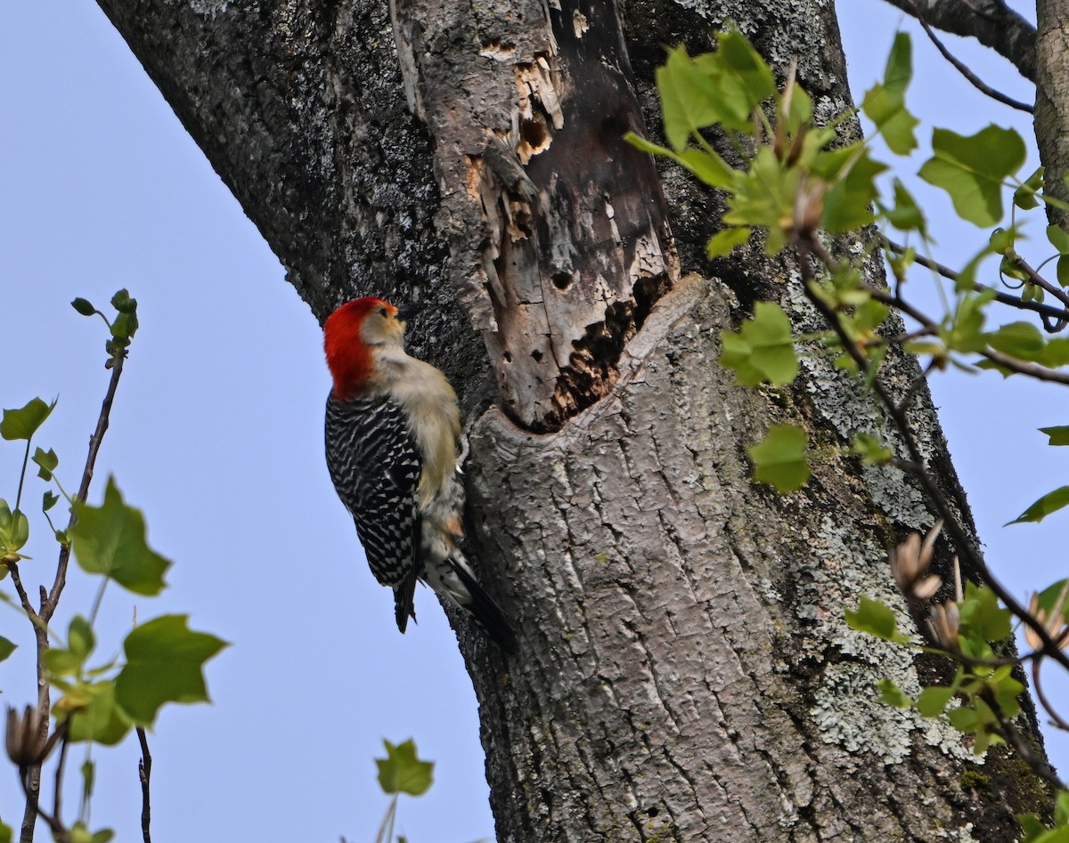 Red-bellied Woodpecker - Paul Nale
