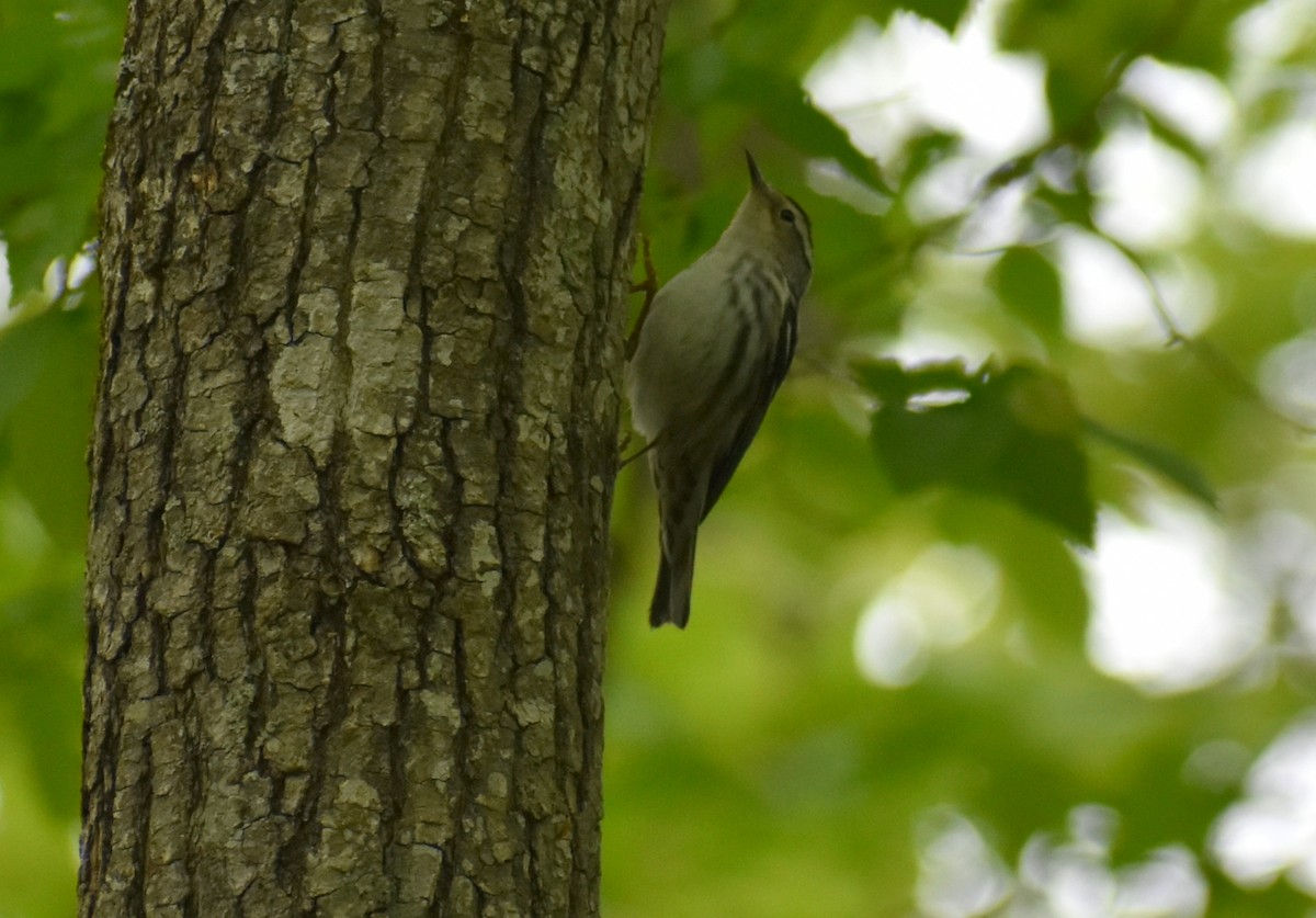 Black-and-white Warbler - ML618058528