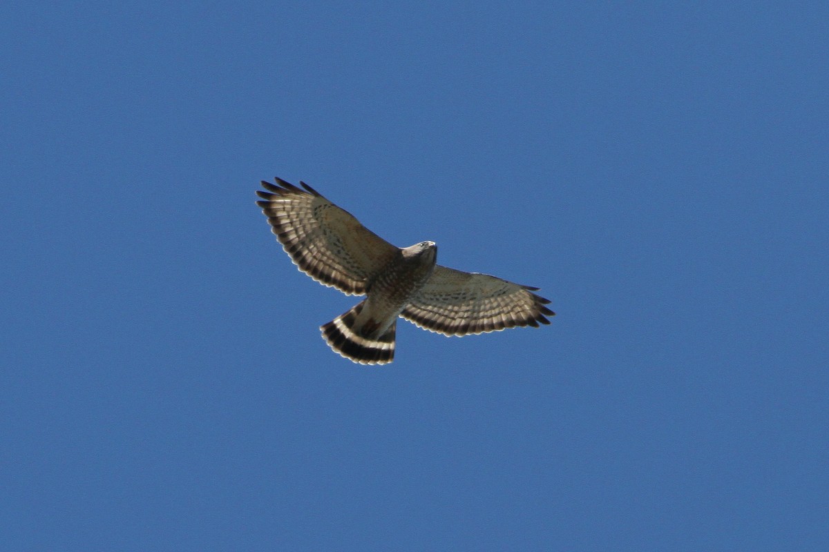 Broad-winged Hawk - ML618058537