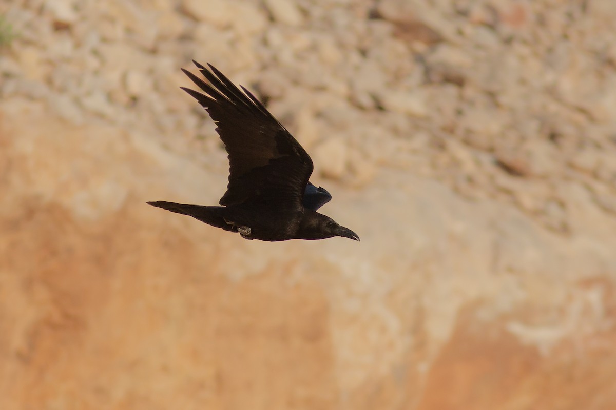 Brown-necked Raven - ML618058540