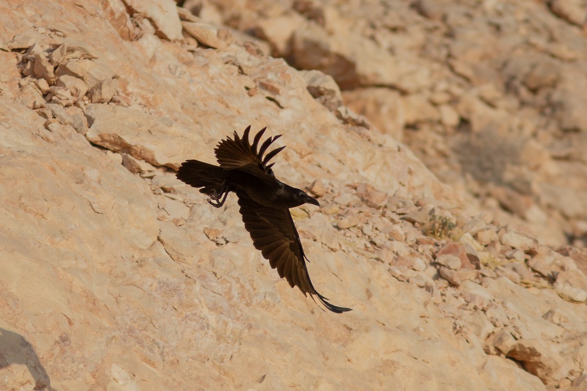Brown-necked Raven - ML618058541
