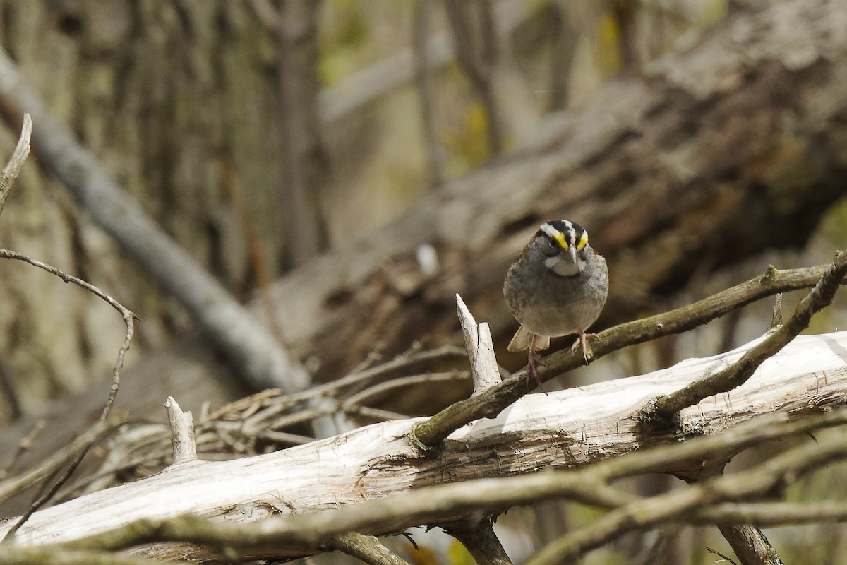 White-throated Sparrow - ML618058552