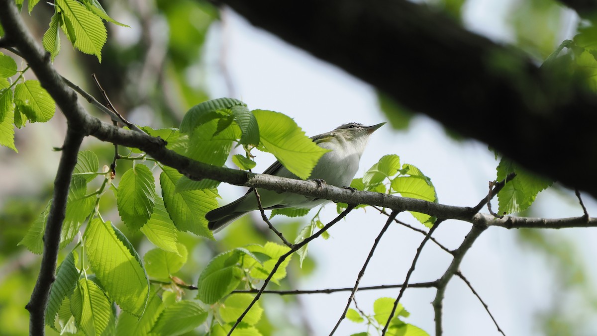 Red-eyed Vireo - Mike Grant