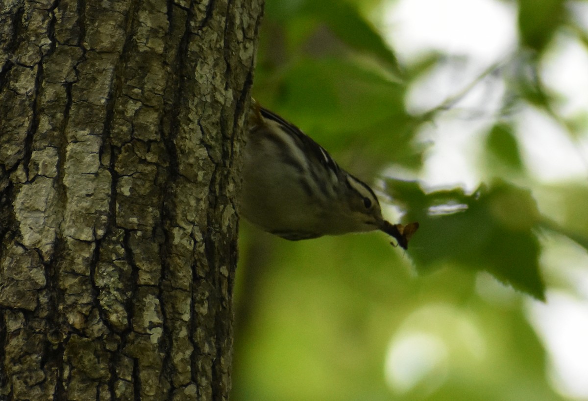 Black-and-white Warbler - ML618058561