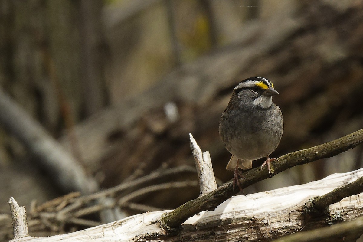 White-throated Sparrow - ML618058565