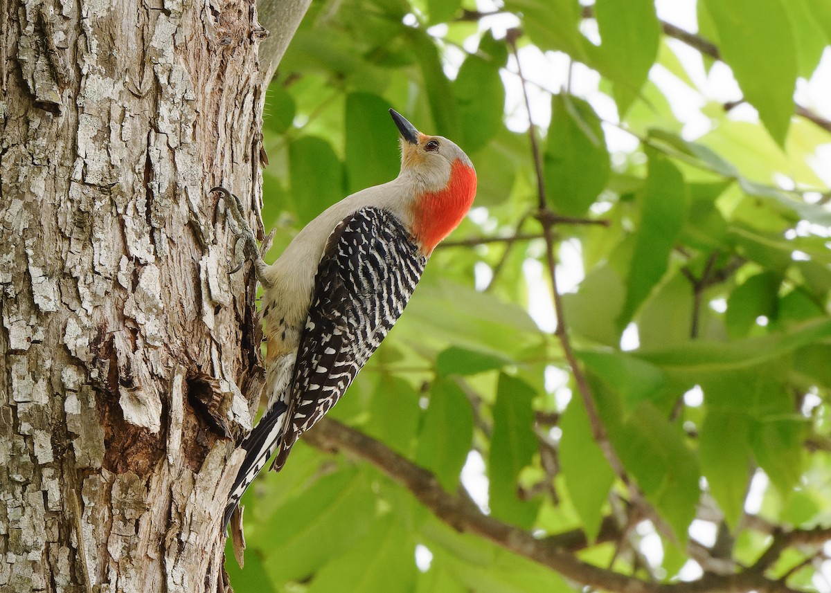 Red-bellied Woodpecker - ML618058598