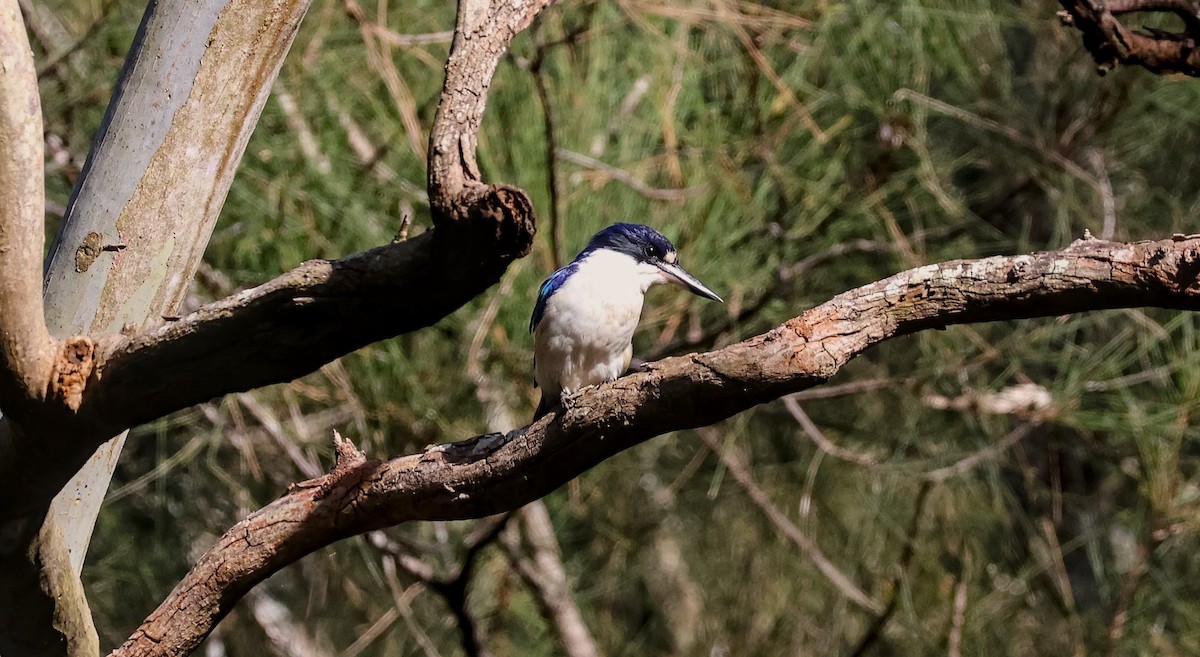 Forest Kingfisher - ML618058604