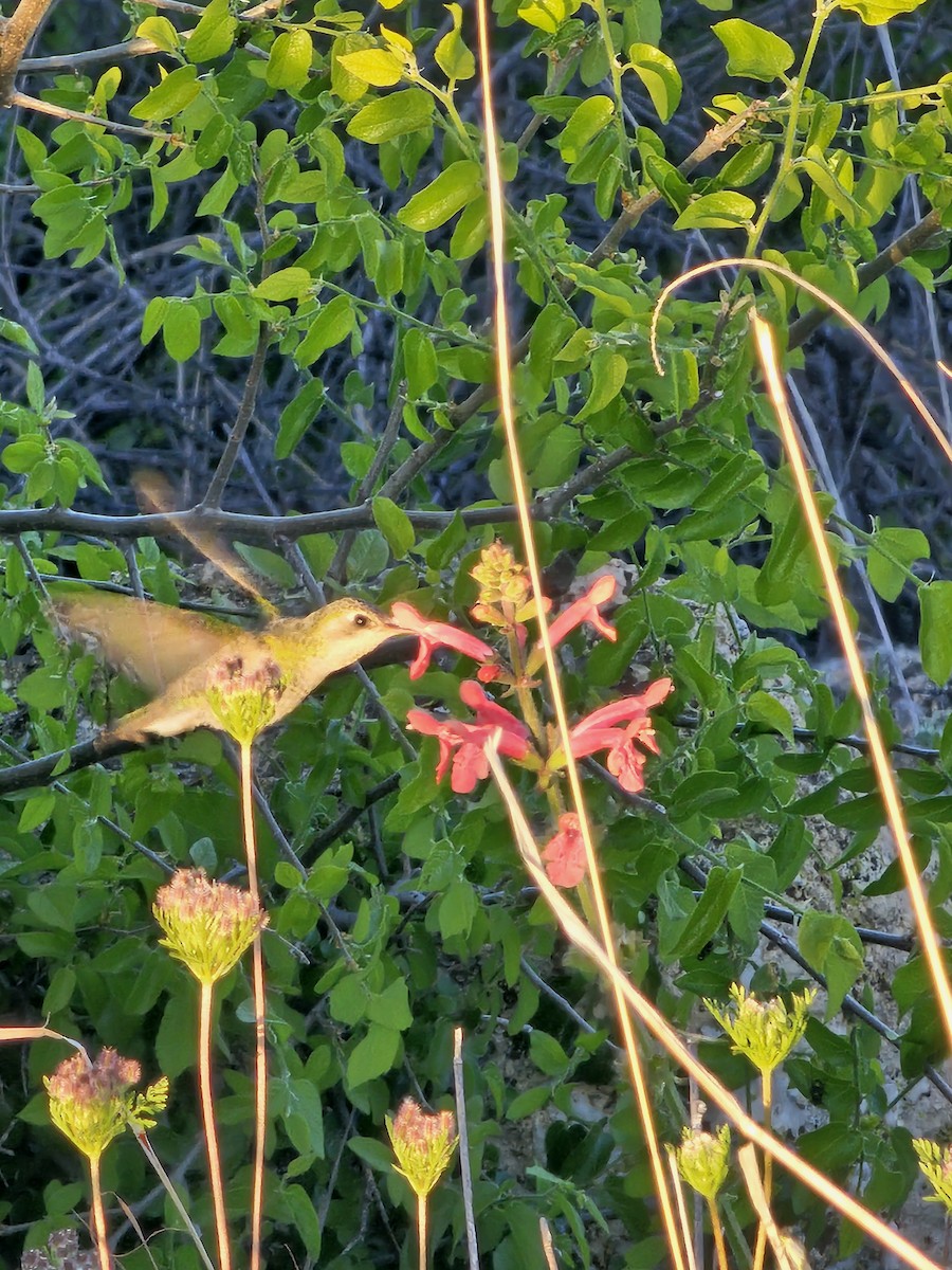 Broad-billed Hummingbird - ML618058641