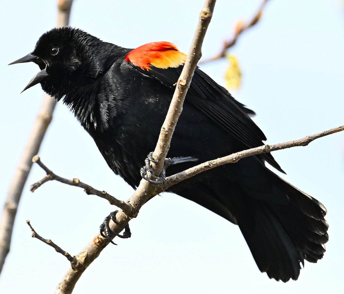 Red-winged Blackbird - ML618058659