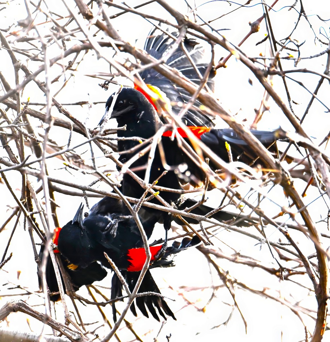 Red-winged Blackbird - Alan Sankey  COHL