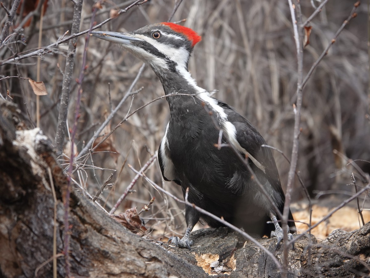 Pileated Woodpecker - ML618058675
