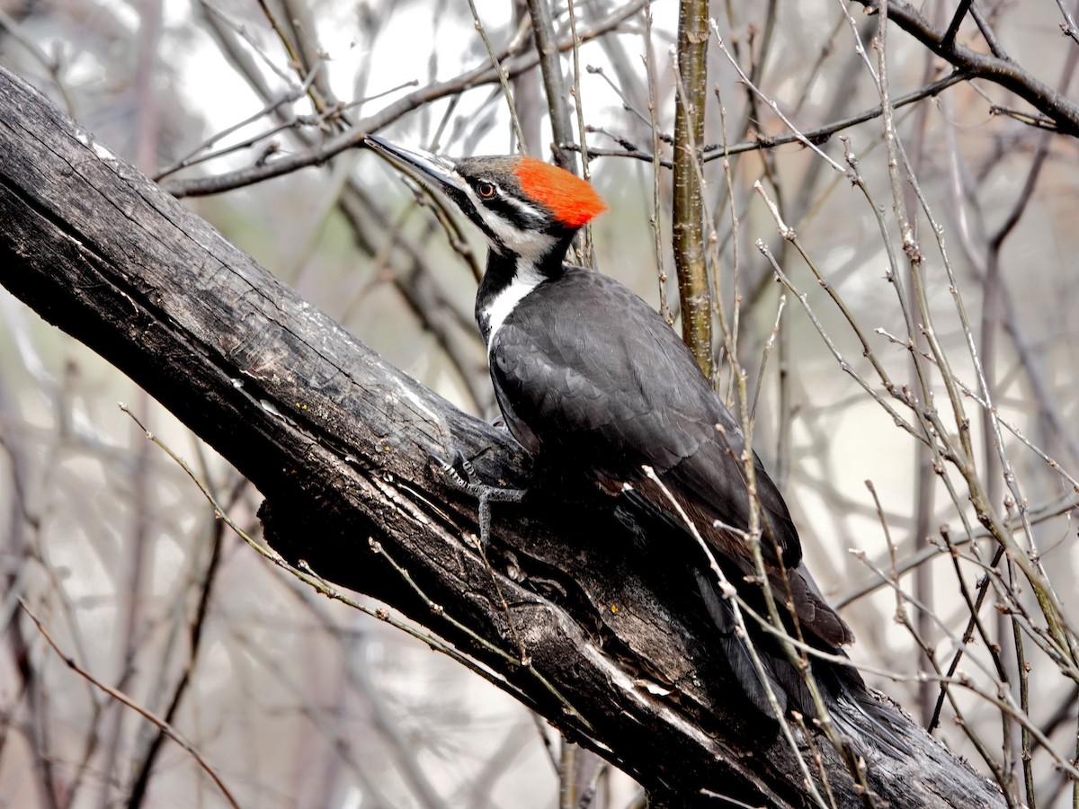 Pileated Woodpecker - Liz Soria