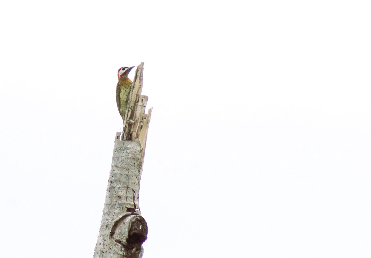 Spot-breasted Woodpecker - ML618058683
