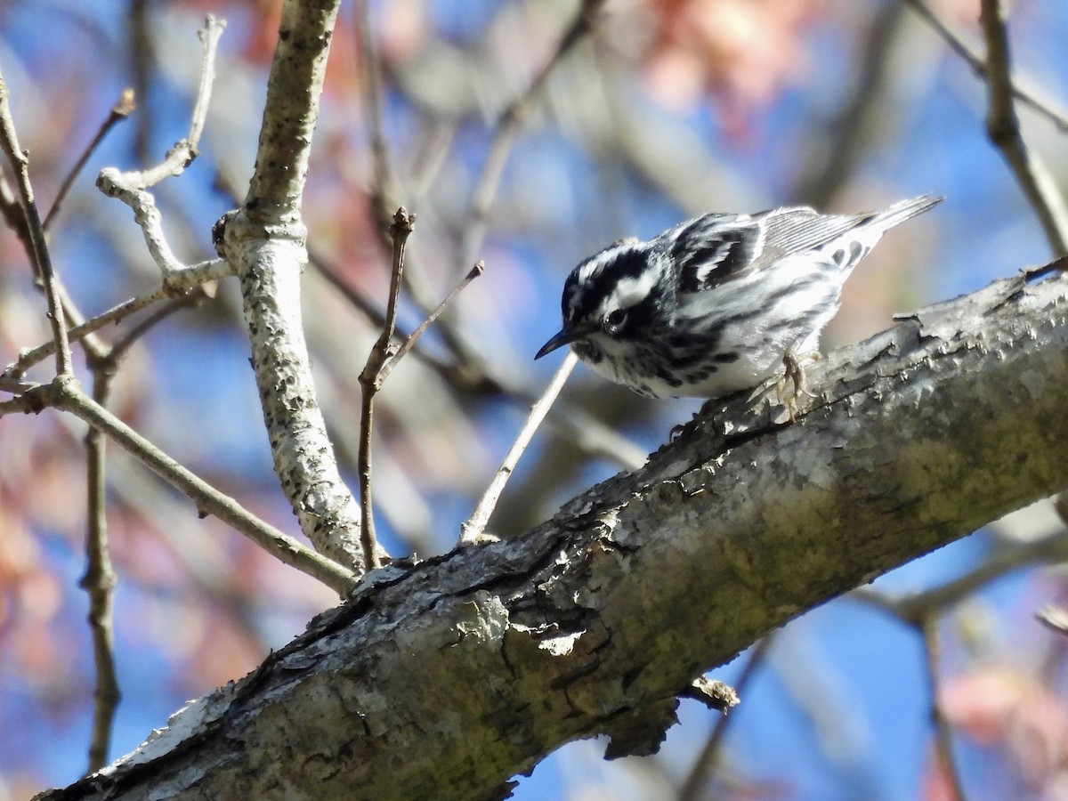 Black-and-white Warbler - ML618058687