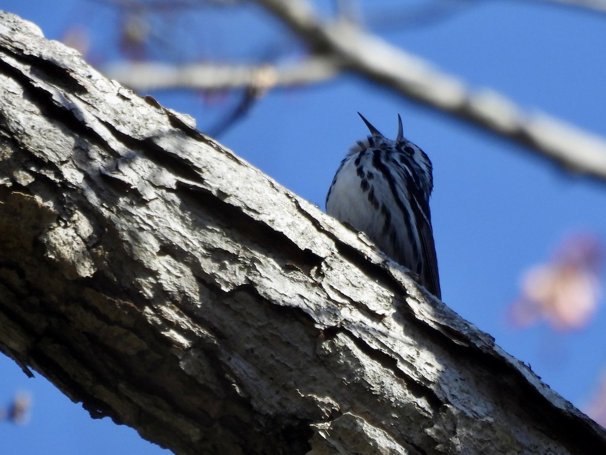Black-and-white Warbler - ML618058688