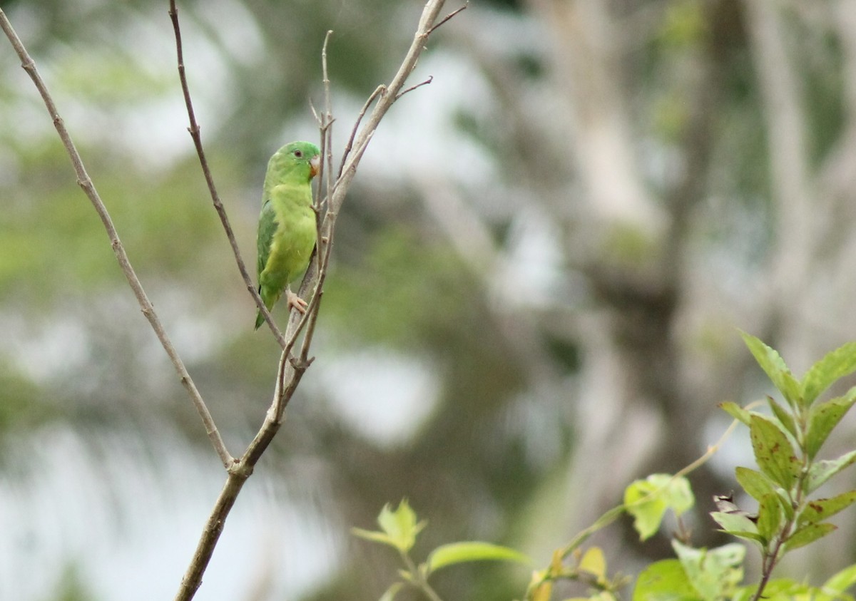 papoušíček amazonský - ML618058697