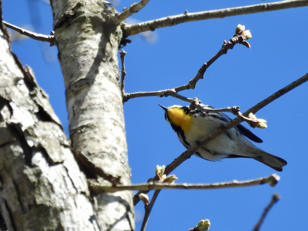 Yellow-throated Warbler - ML618058719