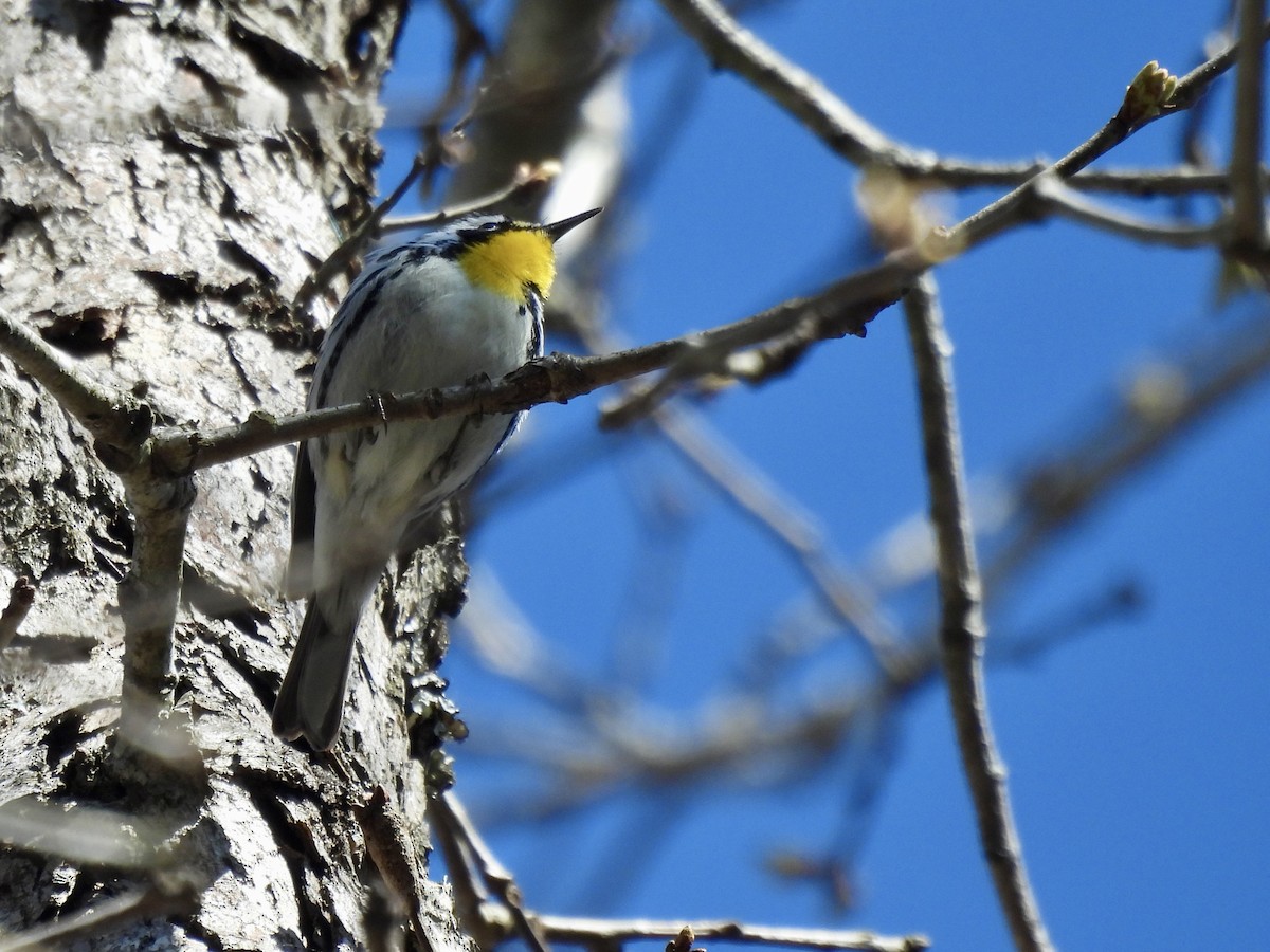 Yellow-throated Warbler - Daniel Sgro