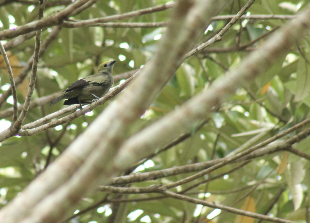 Palm Tanager - ML618058734