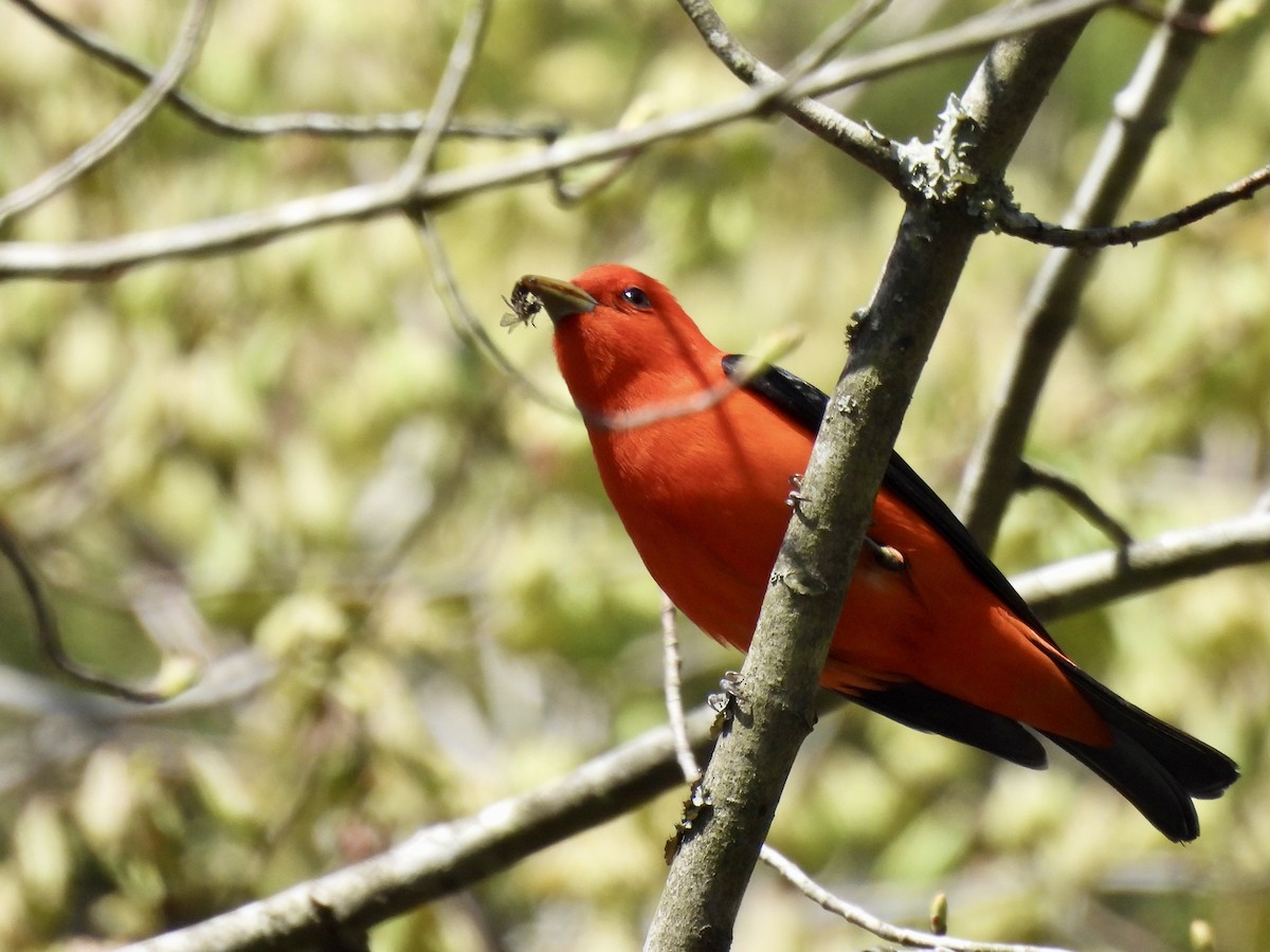 Scarlet Tanager - ML618058775