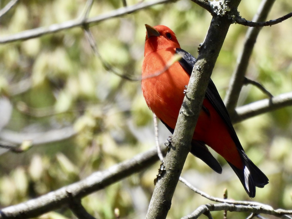 Scarlet Tanager - ML618058776