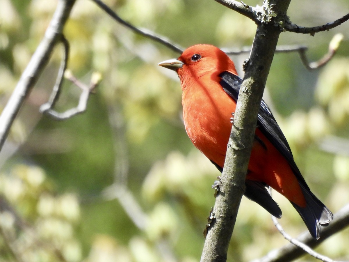Scarlet Tanager - ML618058777